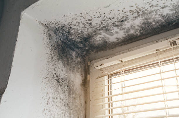Trusted Attic Mold Removal service in Hamilton, TX - Cheap Mold Removal